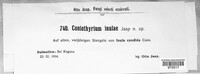 Image of Coniothyrium inulae
